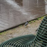 14_Hiroki_雨をわたる鳥