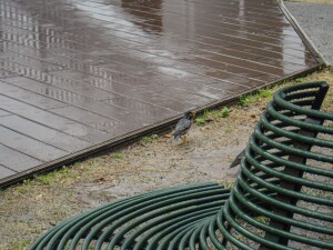 14_Hiroki_雨をわたる鳥